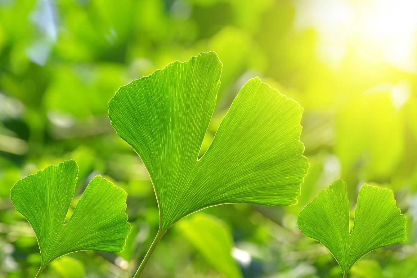 Ginkgo biloba – Nejen pro vaši paměť, ale pro celé tělo